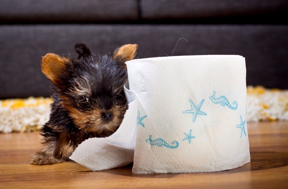 Фотография: Самая маленькая в мире собачка №8 - BigPicture.ru