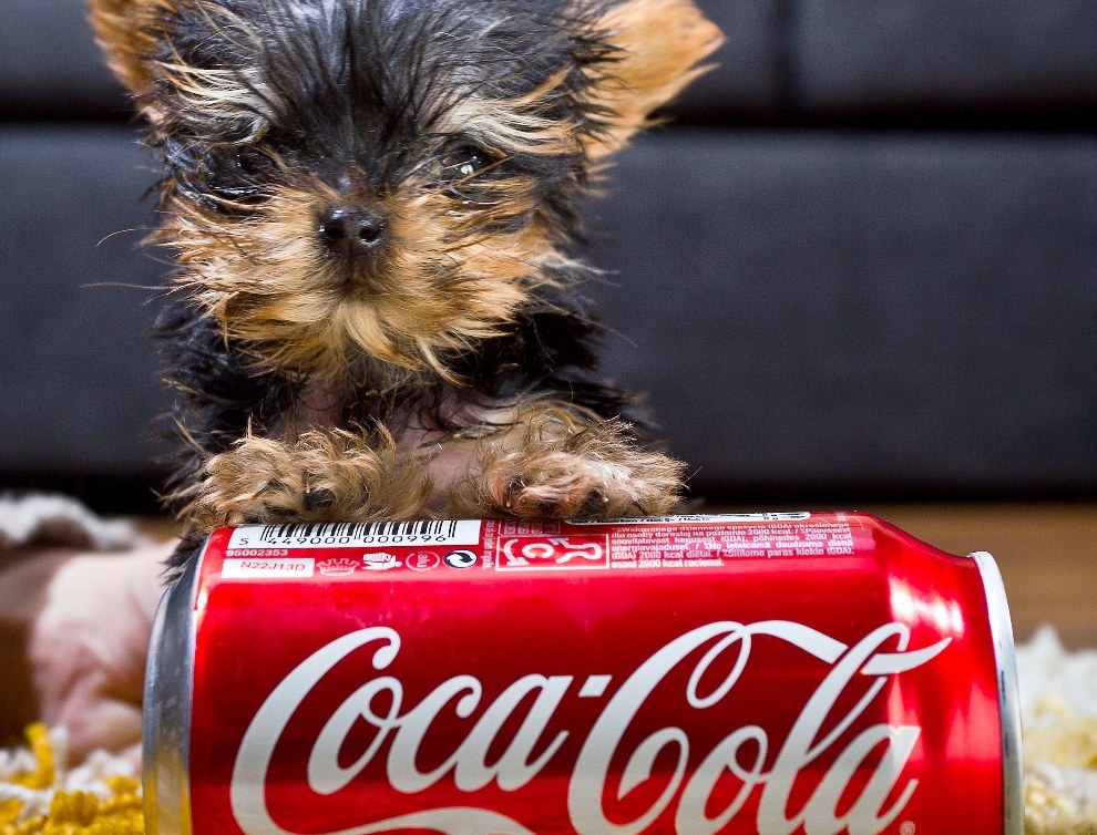 Фотография: Самая маленькая в мире собачка №9 - BigPicture.ru