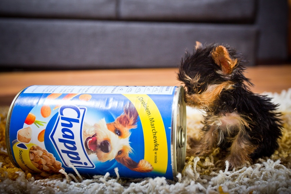 Фотография: Самая маленькая в мире собачка №10 - BigPicture.ru