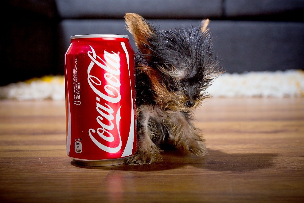 Фотография: Самая маленькая в мире собачка №11 - BigPicture.ru