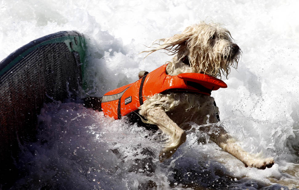 Фотография: Соревнование по серфингу среди собак №3 - BigPicture.ru