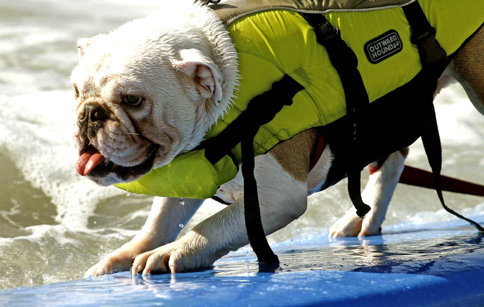 Фотография: Соревнование по серфингу среди собак №5 - BigPicture.ru