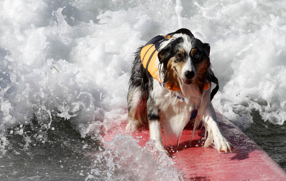 Фотография: Соревнование по серфингу среди собак №7 - BigPicture.ru