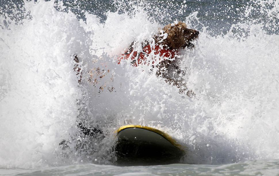 Фотография: Соревнование по серфингу среди собак №10 - BigPicture.ru