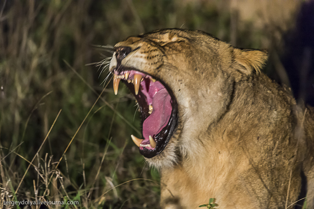Фотография: Битва африканских львов №12 - BigPicture.ru