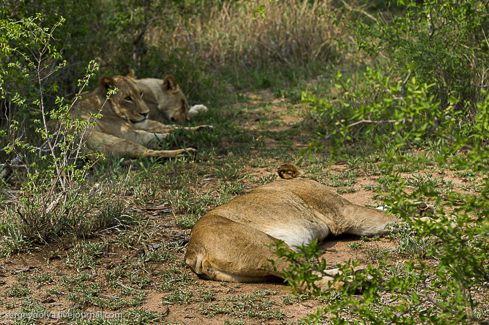 Фотография: Битва африканских львов №14 - BigPicture.ru