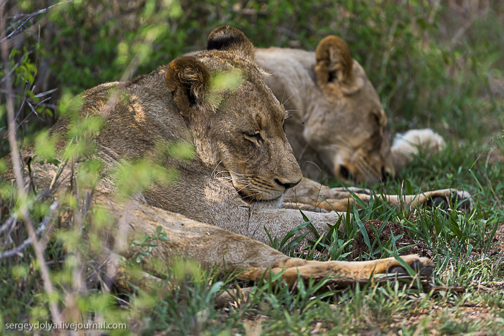 Фотография: Битва африканских львов №15 - BigPicture.ru
