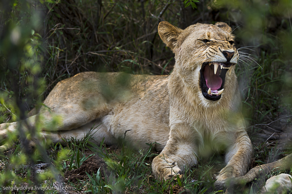 Фотография: Битва африканских львов №17 - BigPicture.ru