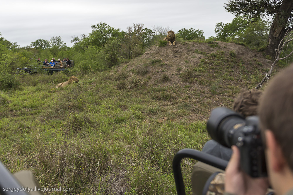 Фотография: Битва африканских львов №20 - BigPicture.ru