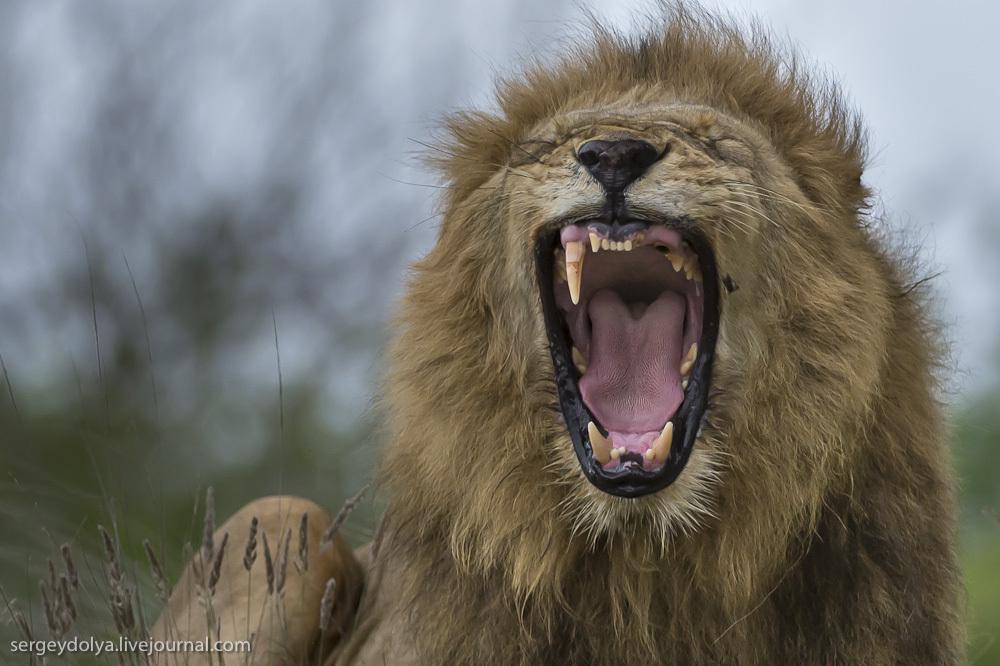 Фотография: Битва африканских львов №3 - BigPicture.ru
