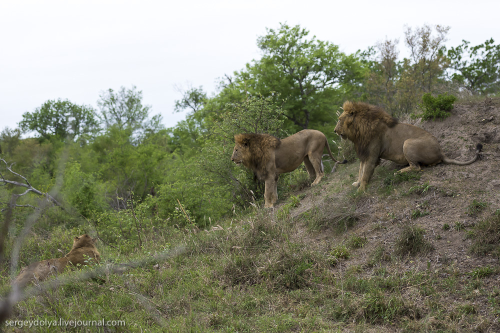 Фотография: Битва африканских львов №21 - BigPicture.ru