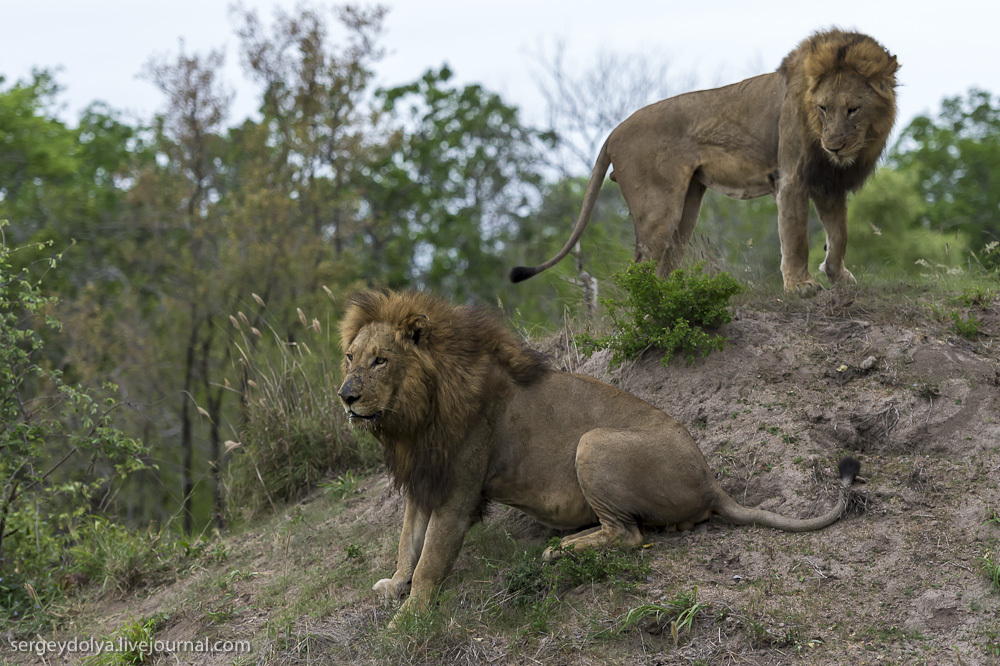 Фотография: Битва африканских львов №22 - BigPicture.ru
