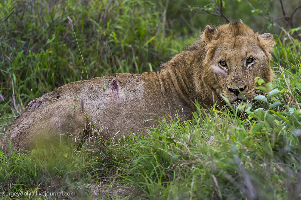 Фотография: Битва африканских львов №23 - BigPicture.ru