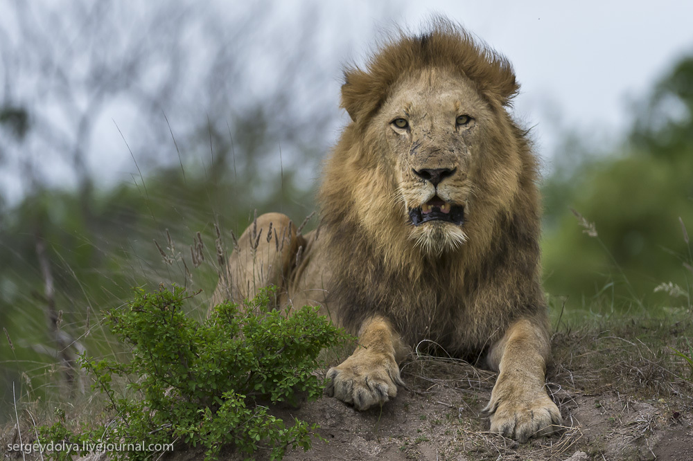 Фотография: Битва африканских львов №25 - BigPicture.ru