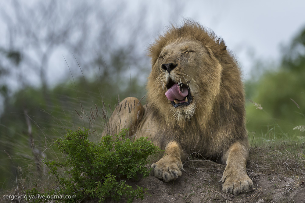 Фотография: Битва африканских львов №26 - BigPicture.ru
