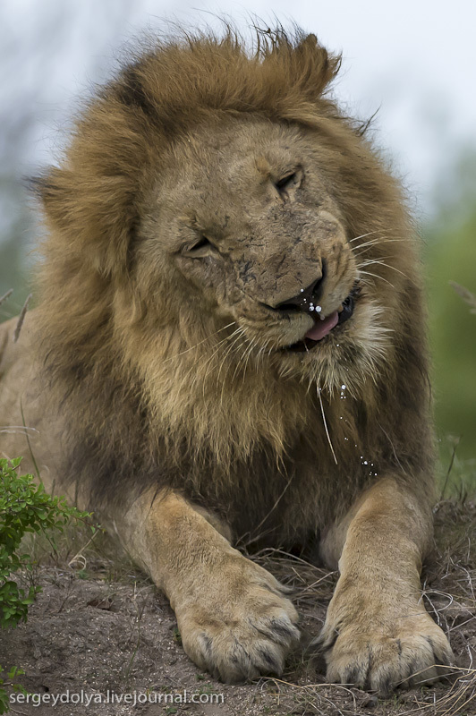 Фотография: Битва африканских львов №27 - BigPicture.ru