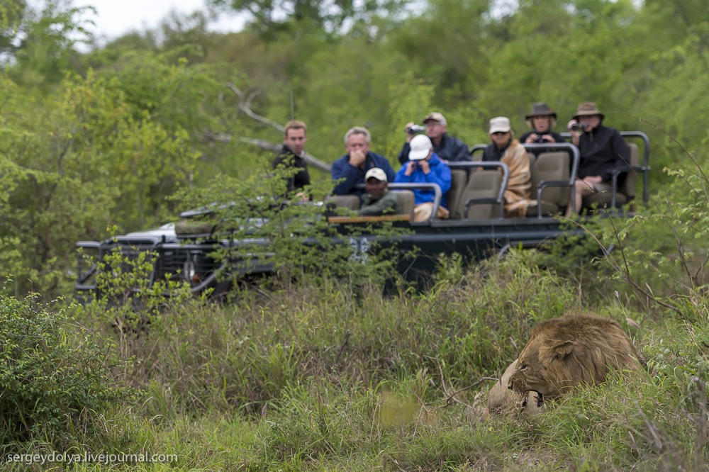 Фотография: Битва африканских львов №29 - BigPicture.ru