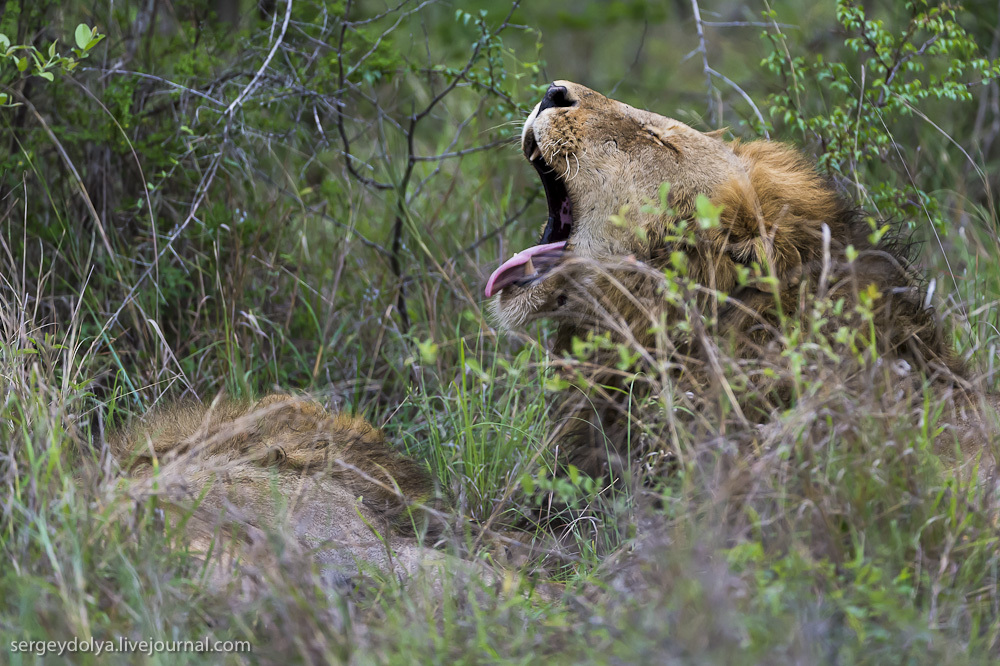 Фотография: Битва африканских львов №30 - BigPicture.ru