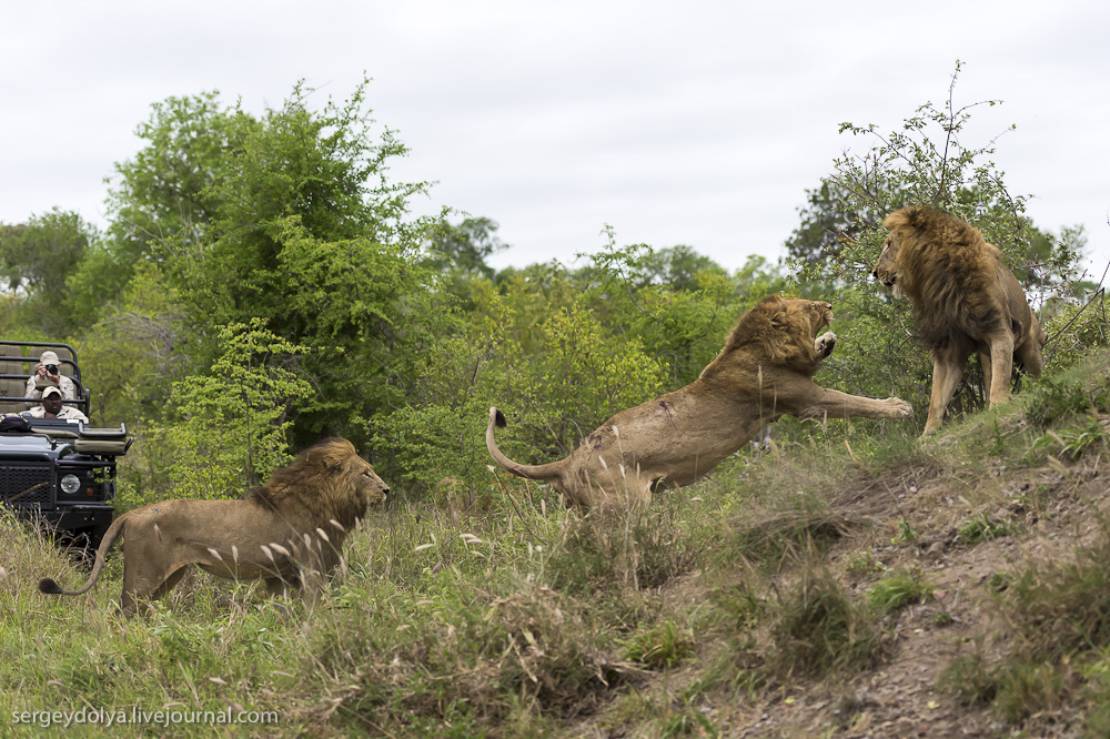 Фотография: Битва африканских львов №33 - BigPicture.ru