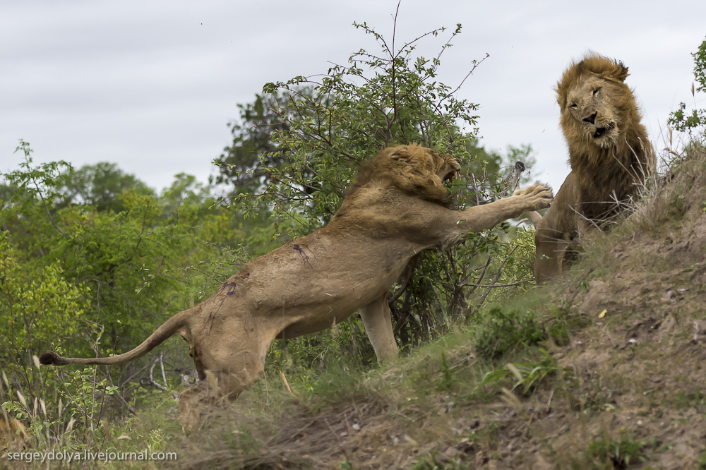 Фотография: Битва африканских львов №34 - BigPicture.ru