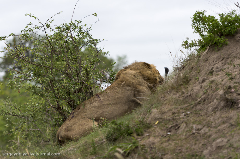Фотография: Битва африканских львов №35 - BigPicture.ru