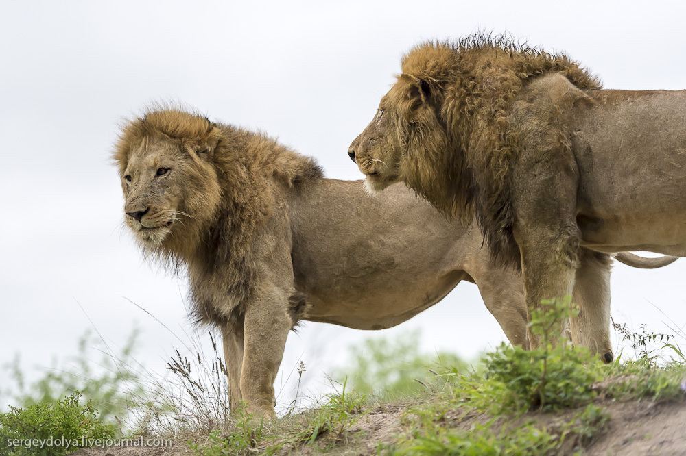 Фотография: Битва африканских львов №36 - BigPicture.ru