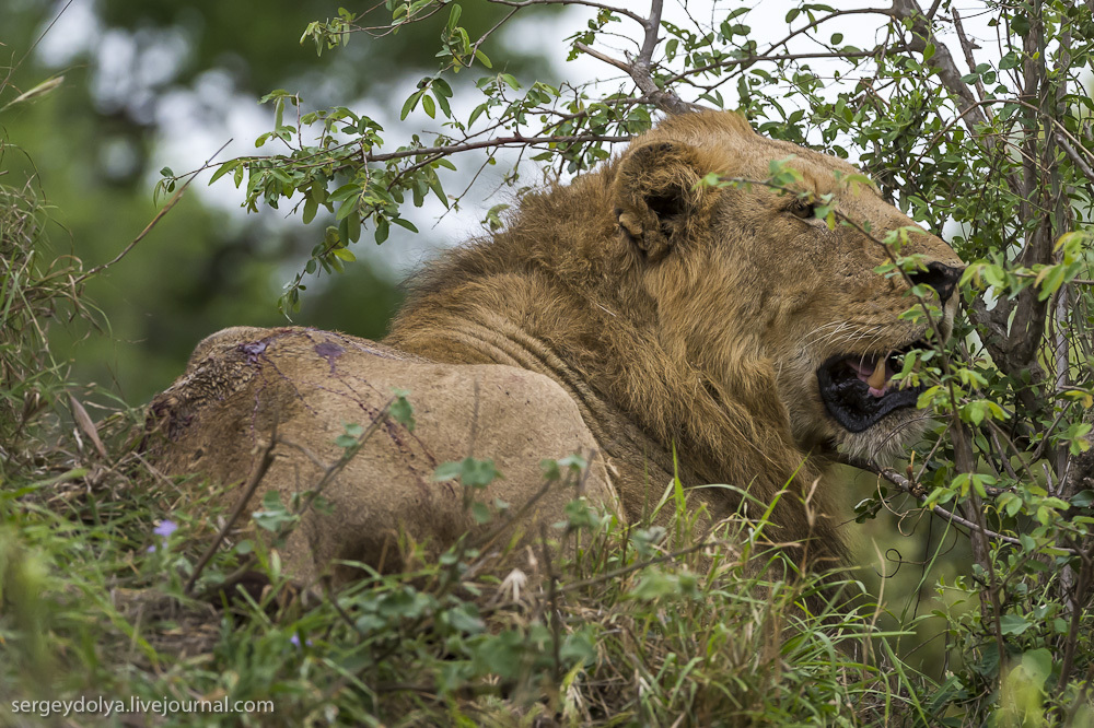 Фотография: Битва африканских львов №37 - BigPicture.ru