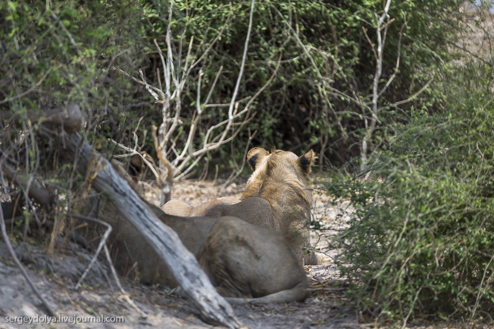Фотография: Битва африканских львов №7 - BigPicture.ru