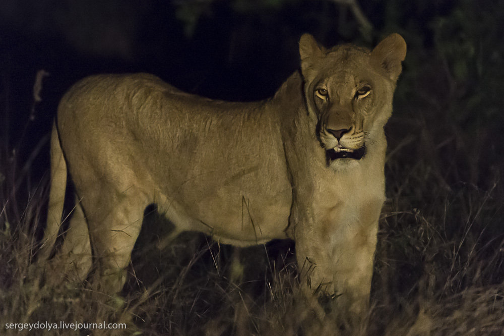 Фотография: Битва африканских львов №10 - BigPicture.ru