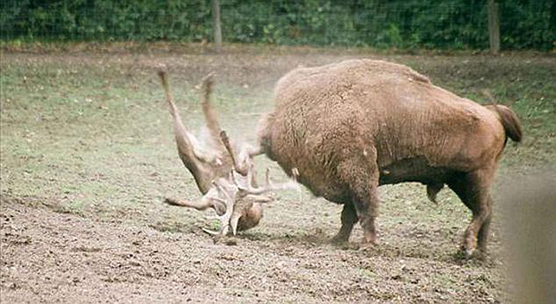 Фотография: Олень столкнулся лоб в лоб с бизоном и поплатился за это жизнью №6 - BigPicture.ru