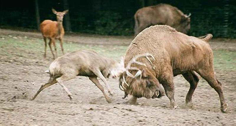 Фотография: Олень столкнулся лоб в лоб с бизоном и поплатился за это жизнью №4 - BigPicture.ru