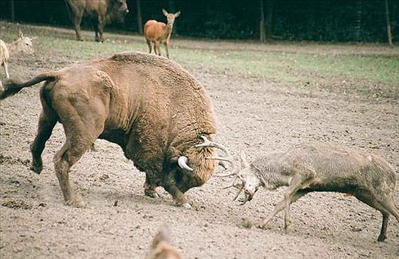 Фотография: Олень столкнулся лоб в лоб с бизоном и поплатился за это жизнью №3 - BigPicture.ru