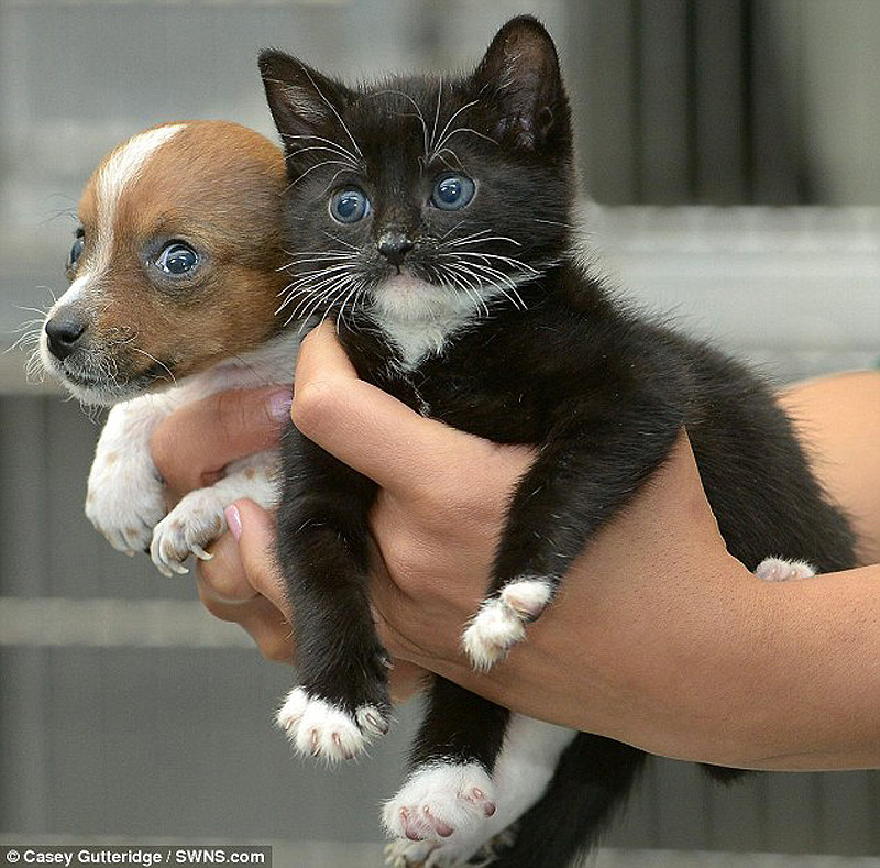 Фотография: Щенок и котенок - душа в душу №7 - BigPicture.ru