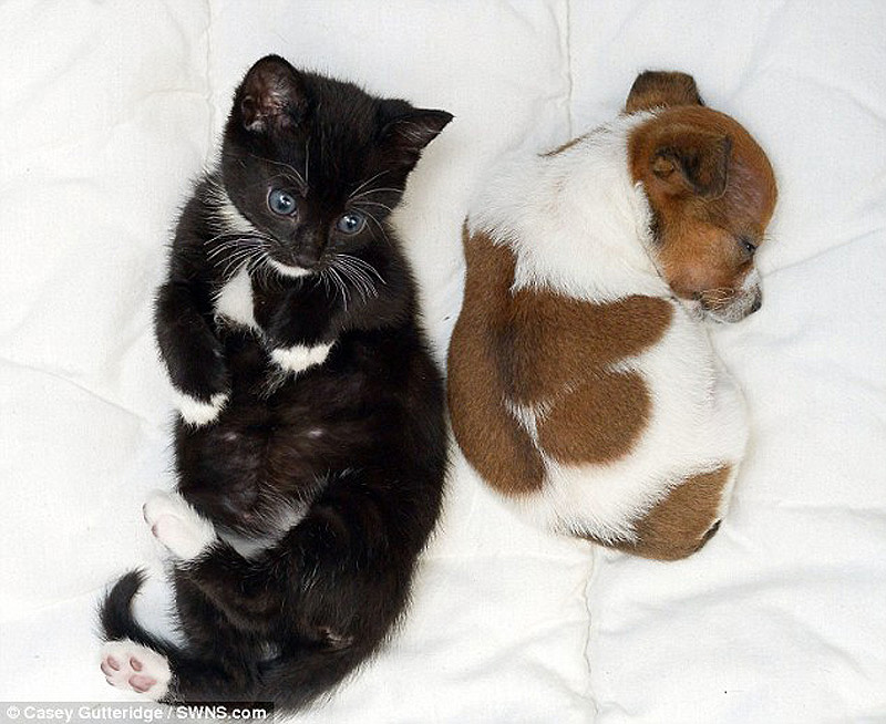 Фотография: Щенок и котенок - душа в душу №10 - BigPicture.ru