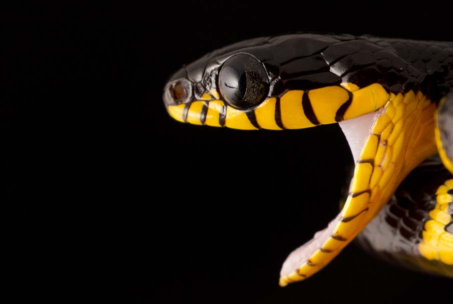 Фотография: 50 фото восхитительных змей №12 - BigPicture.ru