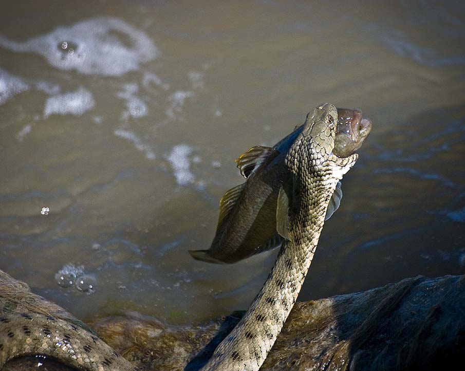 Фотография: 50 фото восхитительных змей №15 - BigPicture.ru