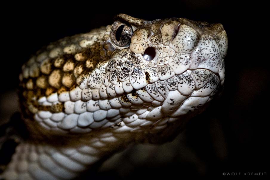 Фотография: 50 фото восхитительных змей №20 - BigPicture.ru