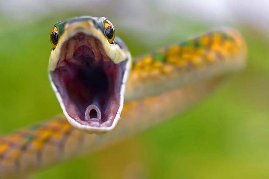 Фотография: 50 фото восхитительных змей №3 - BigPicture.ru