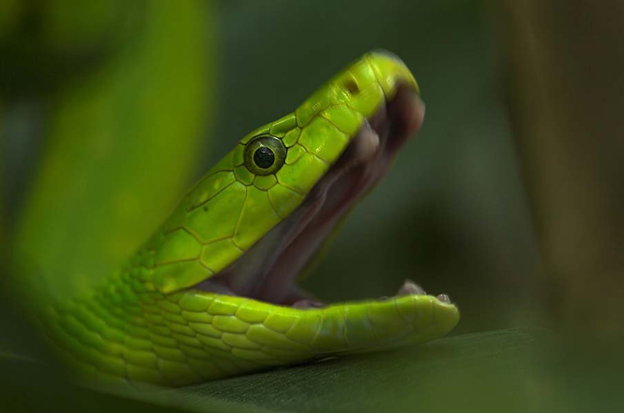 Фотография: 50 фото восхитительных змей №21 - BigPicture.ru