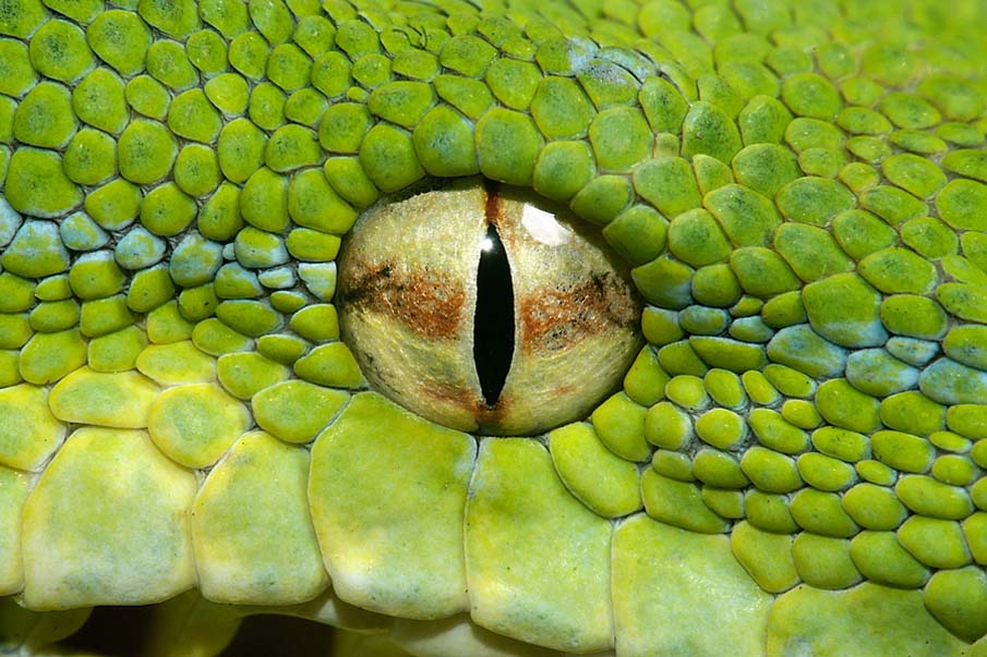 Фотография: 50 фото восхитительных змей №22 - BigPicture.ru