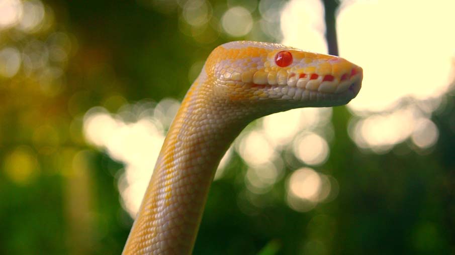 Фотография: 50 фото восхитительных змей №29 - BigPicture.ru