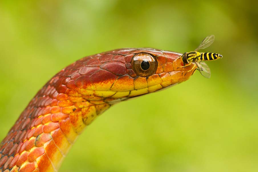 Фотография: 50 фото восхитительных змей №30 - BigPicture.ru