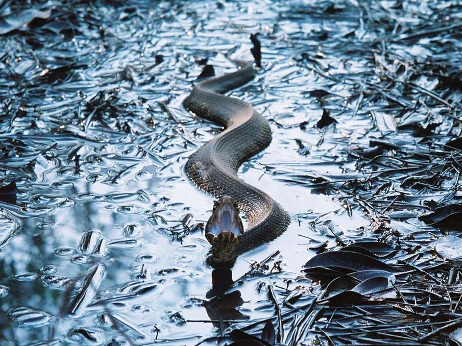 Фотография: 50 фото восхитительных змей №43 - BigPicture.ru