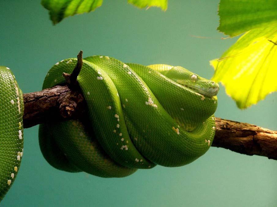 Фотография: 50 фото восхитительных змей №45 - BigPicture.ru