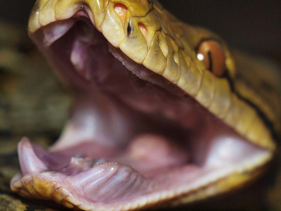 Фотография: 50 фото восхитительных змей №46 - BigPicture.ru