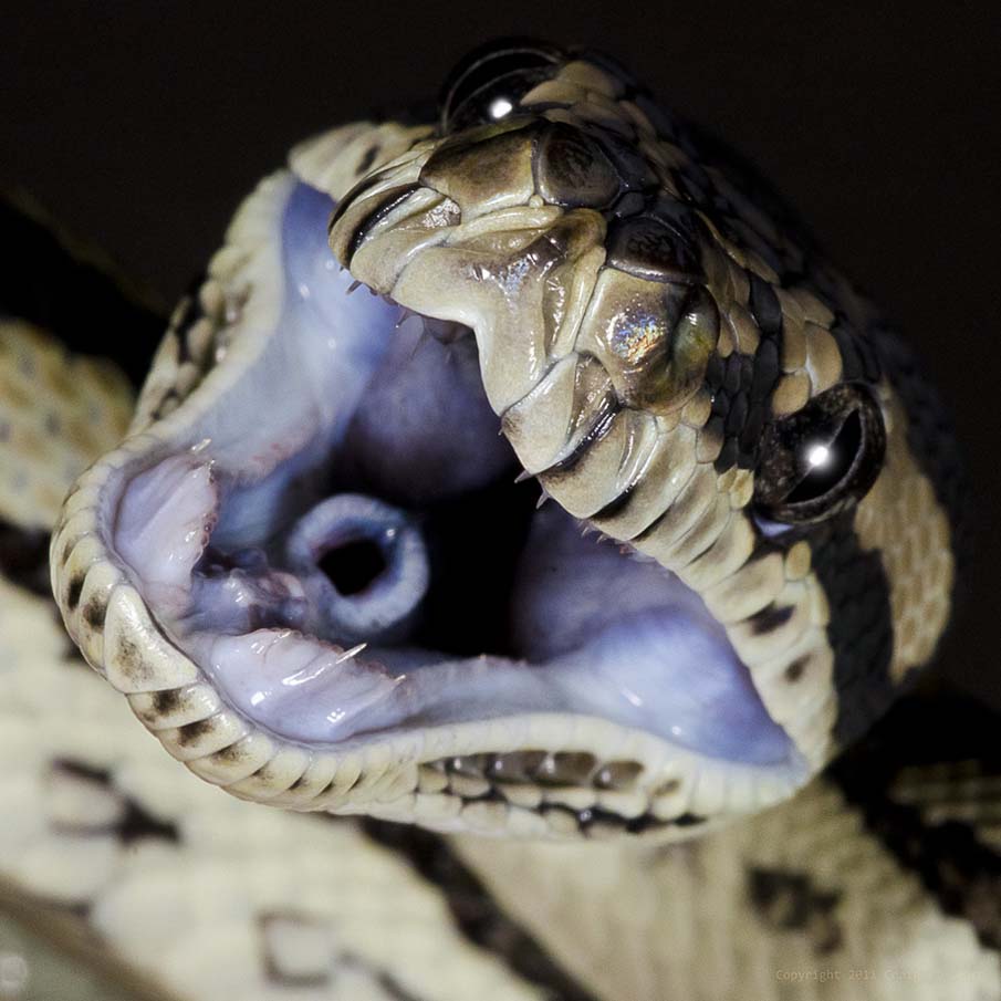 Фотография: 50 фото восхитительных змей №49 - BigPicture.ru
