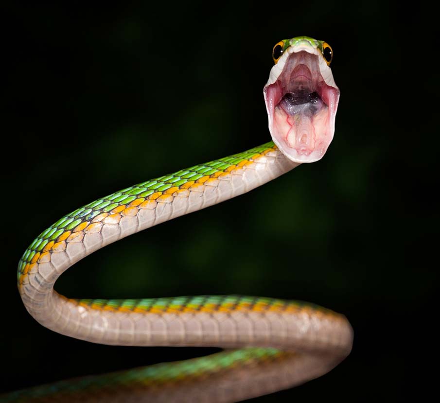 Фотография: 50 фото восхитительных змей №9 - BigPicture.ru
