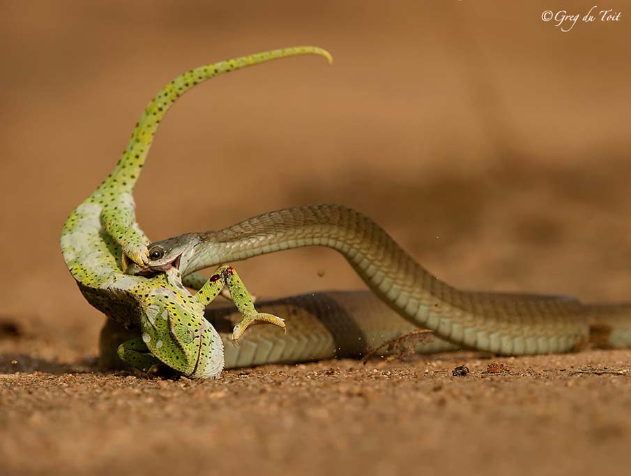 Фотография: 50 фото восхитительных змей №10 - BigPicture.ru