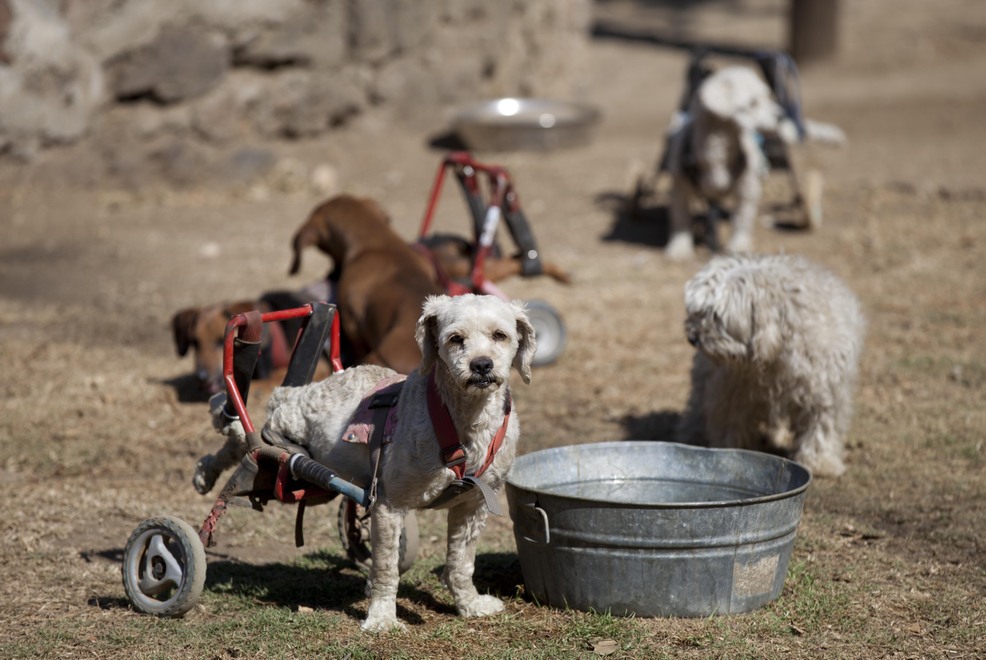 Фотография: Приют для бездомных собак-инвалидов в Мехико №2 - BigPicture.ru