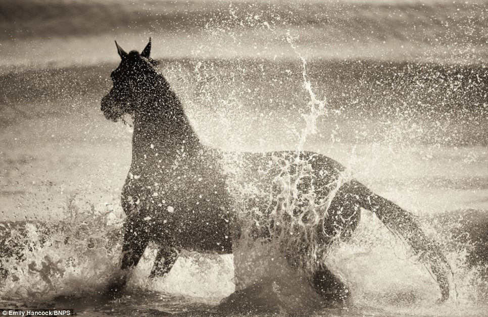Фотография: Девушка и лошадь №6 - BigPicture.ru